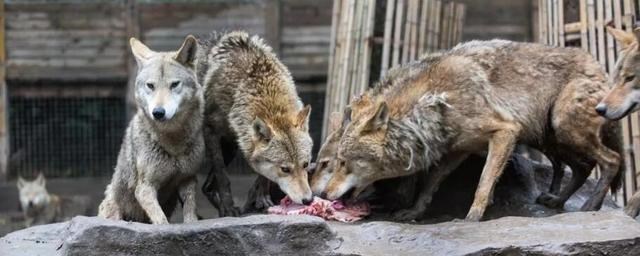  食人部落与“笑死病”：为何哺乳动物不能同类相食？