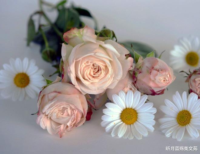 昕月蓝殇美文苑|见或不见,你此生都在我心里