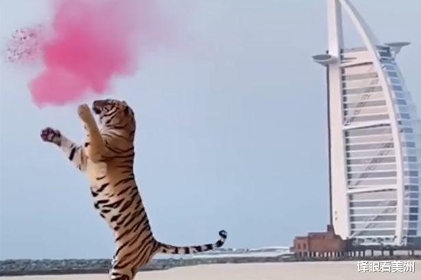 交易 用野生老虎举办“性别揭秘”聚会，迪拜夫妇引公愤，恐面临刑拘