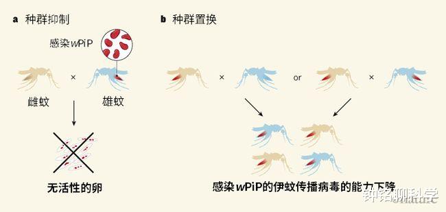 旅行者 日产500万只蚊子被放生，科学家为了灭蚊批量造蚊，会咬人吗？