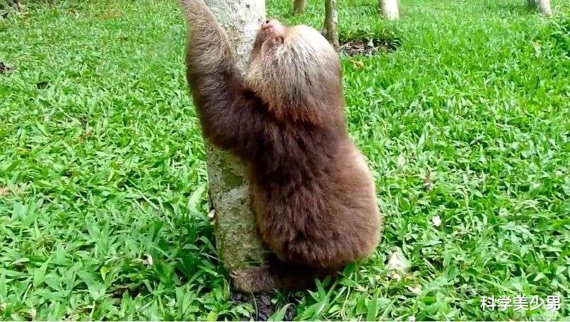 树懒|每周只上一次厕所都有生命危险：50%的树懒死在了拉粑粑的过程中