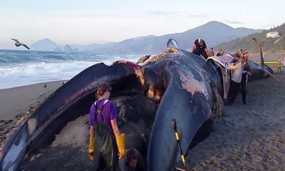 鲸鱼 150万美元的粪便：鲸鱼排泄量巨大，为何它的粪便价值超过黄金