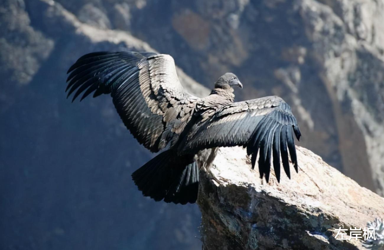  172公里！连续飞行5小时不扇一次翅膀，安第斯神鹰是怎样做到的？