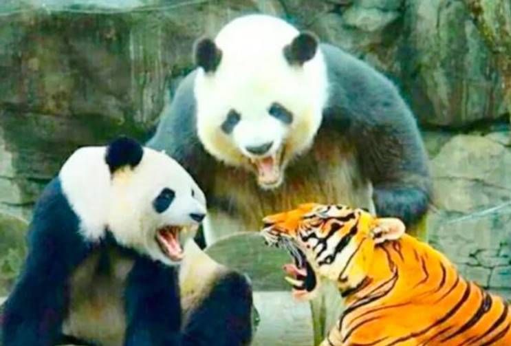 狮子、老虎为什么不敢攻击大熊猫,大熊猫:也不打听我祖先是谁?