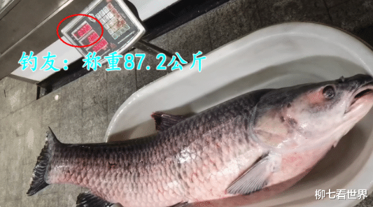 千岛湖|千岛湖有人钓到80多公斤的大鱼,网友:能卖多少钱?