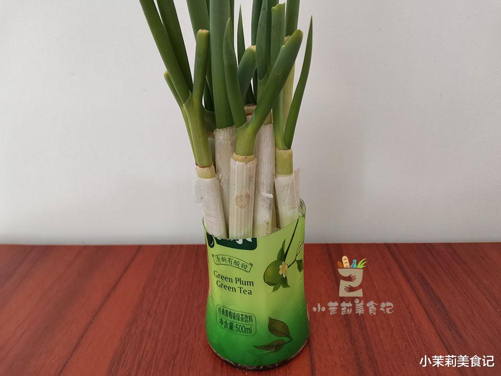 血糖|冬天保存大葱，我有办法，用矿泉水瓶就搞定，每天都吃新鲜的大葱