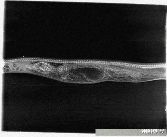 眼镜蛇 蛇吞蛇！3米眼镜蛇吞下2米蟒蛇，无毒蛇遇到毒蛇只能一败涂地吗？