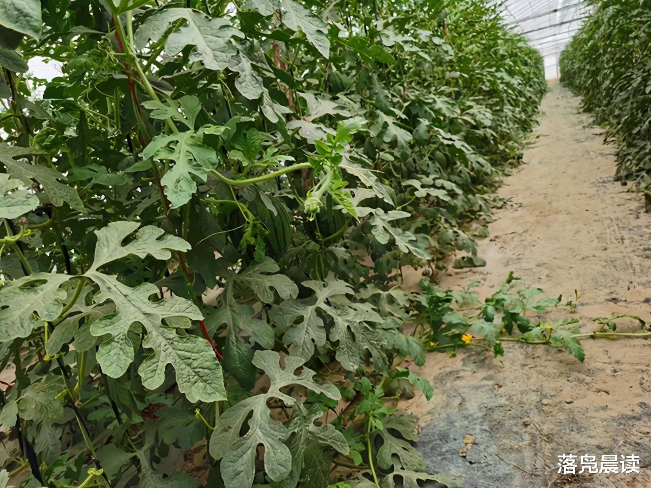 落凫晨读 西瓜熟了  有人欢喜有人忧！亩收入相差数万元的秘籍究竟在哪里？
