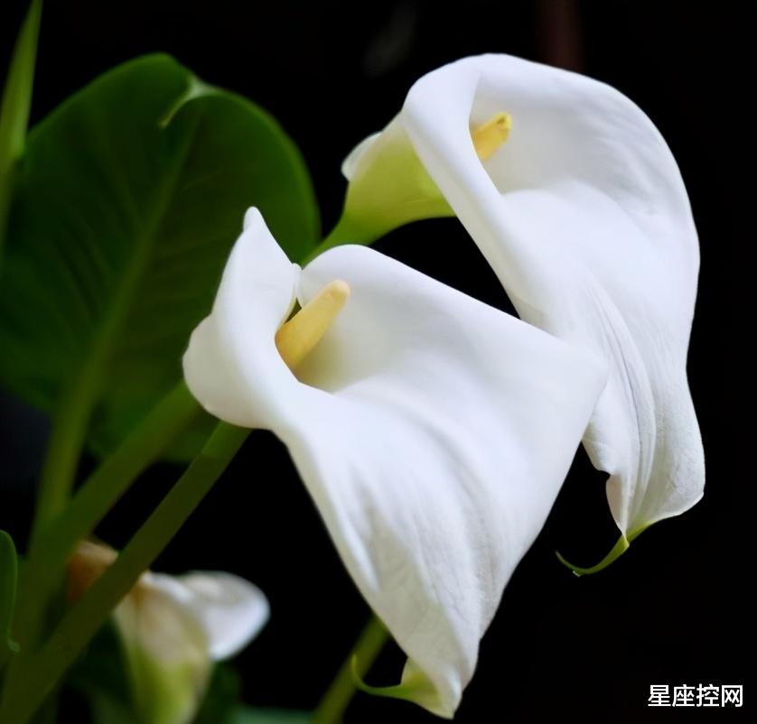 |啥日子出生之人，年轻时期赚钱不多，中年后致富发家，越来越好！