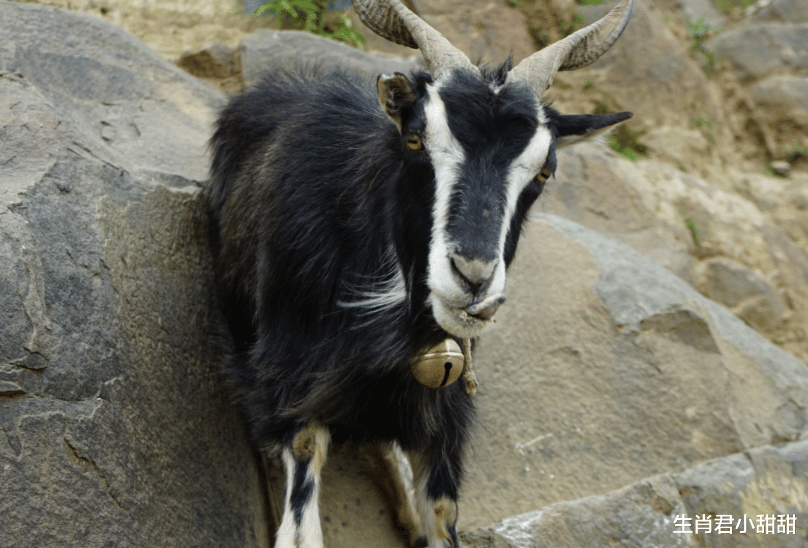 |美梦成真钱财无忧,未来15天时间,属羊人逆流而上鱼跃龙门