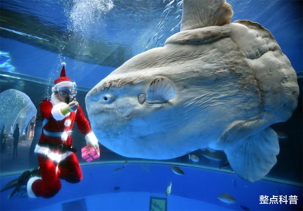 翻车鱼 只有头没有身子的翻车鱼，蠢萌到被咬不会逃跑，为什么还没灭绝？