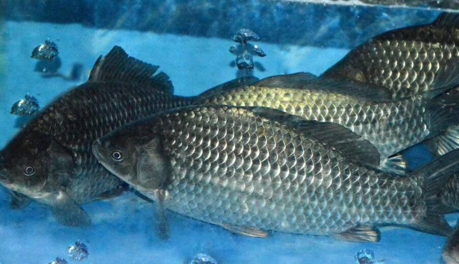 饵料|从鱼的味觉、听觉、视觉来研究钓鱼，研究透了还怕钓不到鱼吗？