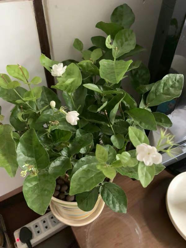 向阳园艺|茉莉叶子发黄，分不同的情况，对症下药，改善叶子发黄问题！