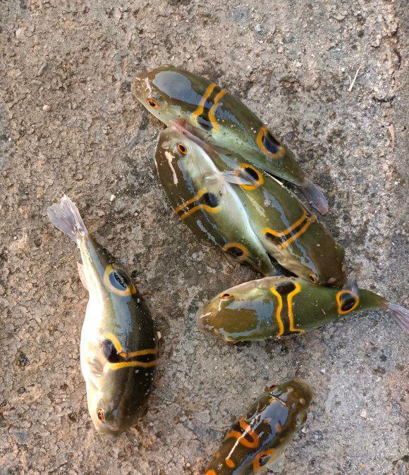 |深圳钓友珠江连续钓起十几条河豚,珠江里河豚这么多?