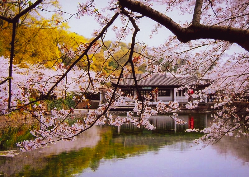 鼋头渚 3月，我建议你一定要去一次鼋头渚，美到不想离开