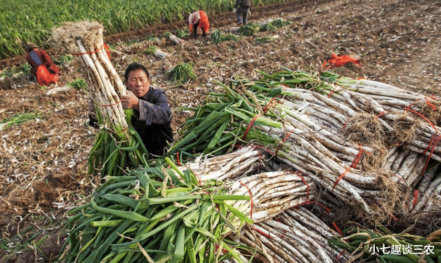 小七趣谈三农 1月29日：“火箭葱”又要来了？年前大葱能否降价？最新消息来了
