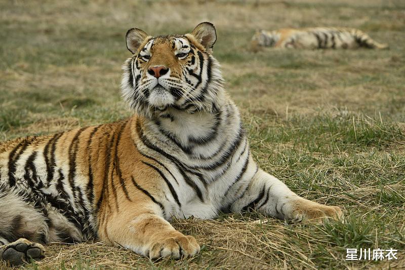星川麻衣|8月19日起，属虎、属猴、属鼠运势提醒，属虎掌握成功秘诀，实力发挥
