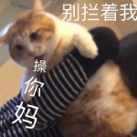 桉月|喵喵的日常