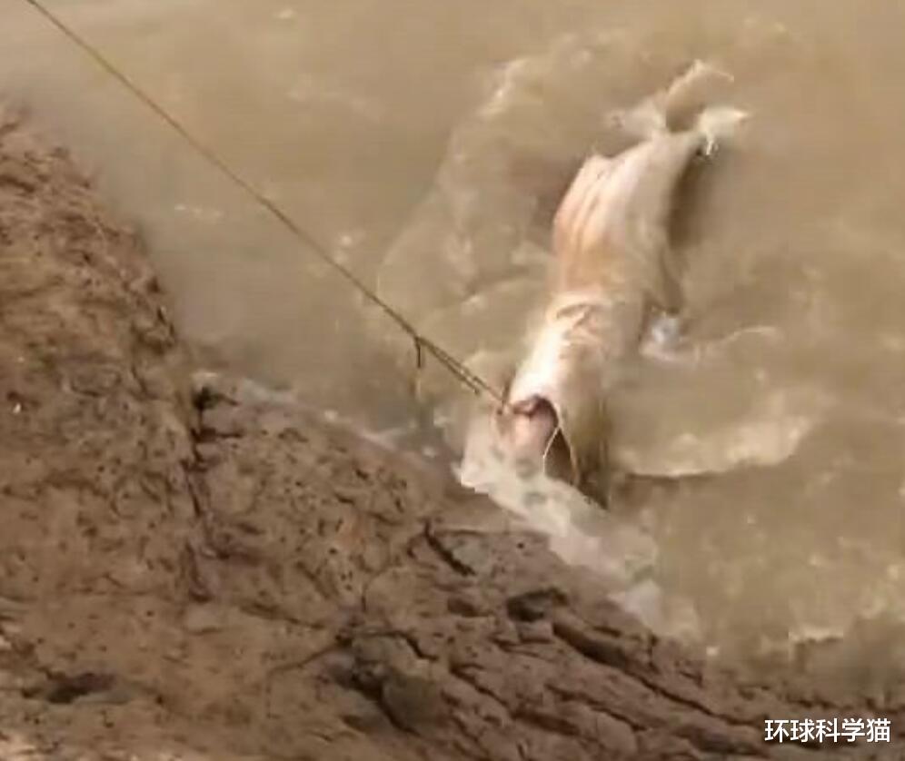 黄河 黄河最大的鱼有多大，真有300多斤的大鱼？