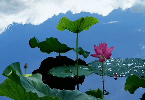 摩羯座|步入6月中旬，4属相迎来开门红，桃花上上签，爱情开花结果