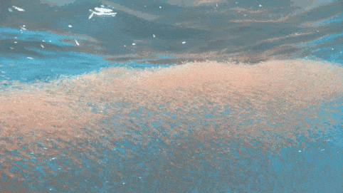 南极 10亿吨“海上金矿”——南极磷虾，为何中国成为了其最大受益者？