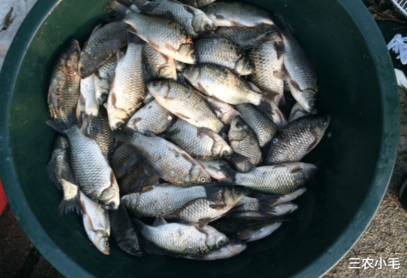 草鱼|钓鱼人口中的“四大害鱼”，钓鱼时最怕碰到了，其实味道都很鲜美