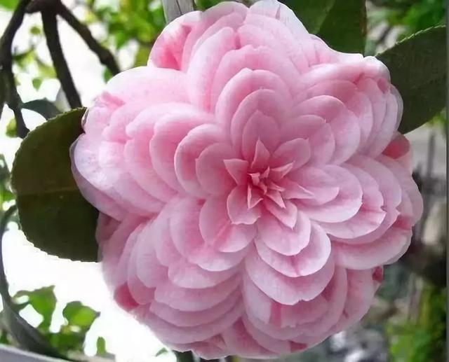 泡沫说情感|心理学：你更喜欢哪种花？测你何时才会出现正桃花？