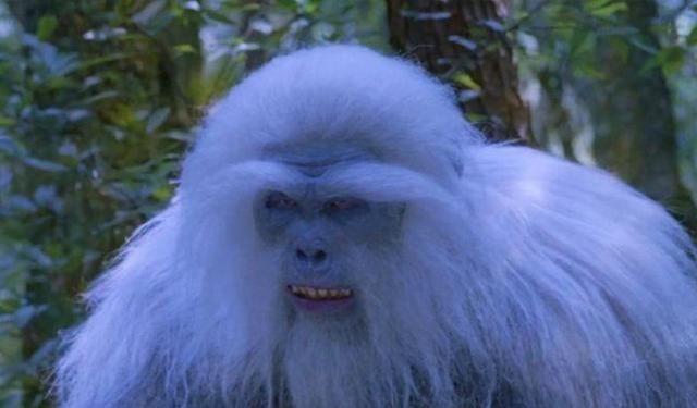 人面魔蛛|除了角色敷衍之外，魂兽的对比，泰坦是雪猿，曼陀罗蛇是菜花蛇