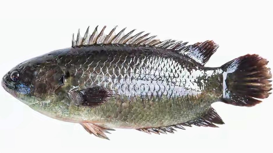 小辣椒体汇 广西柳州河沟里的巴毛鱼因气温回升大量繁殖，钓鱼人：最怕钩到它