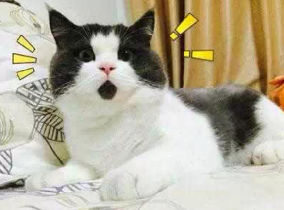 半岛晨报 真相大反转!声称“让车”被撞翻,行车记录仪视频秒打脸