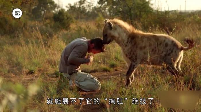 鬣狗 鬣狗为啥那么残忍喜欢掏肛？人在野外遇见，蹲下捡石打它管用吗？