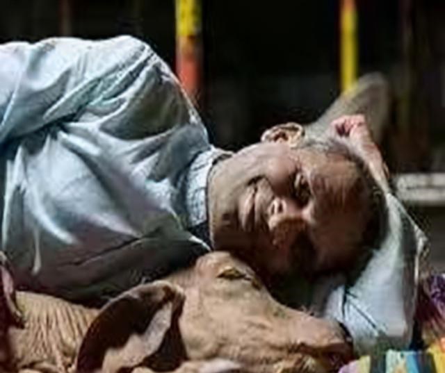 印度|印度男子抛妻弃子，花费17万和母牛结婚，婚后的生活幸福美满