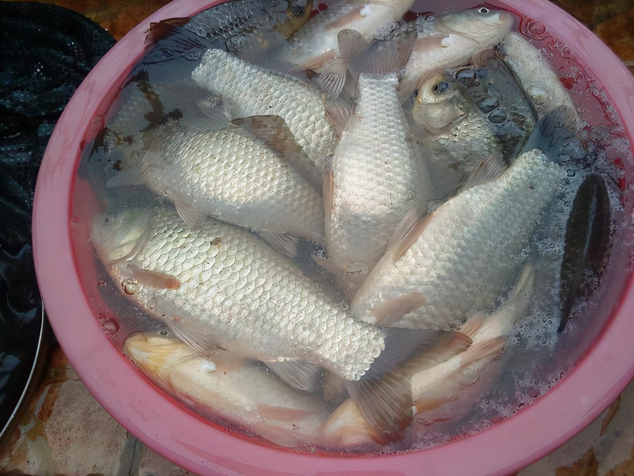 饵料|冬钓鲫鱼四大要诀，套路比技巧重要，熟练掌握后大板鲫轻松上钩