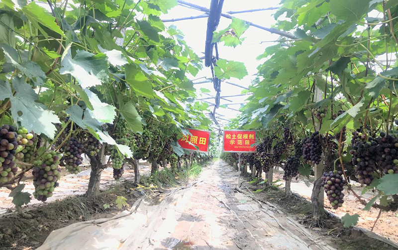 重金属 土壤酸化盐渍化危害大，若想改良土壤记住这几招