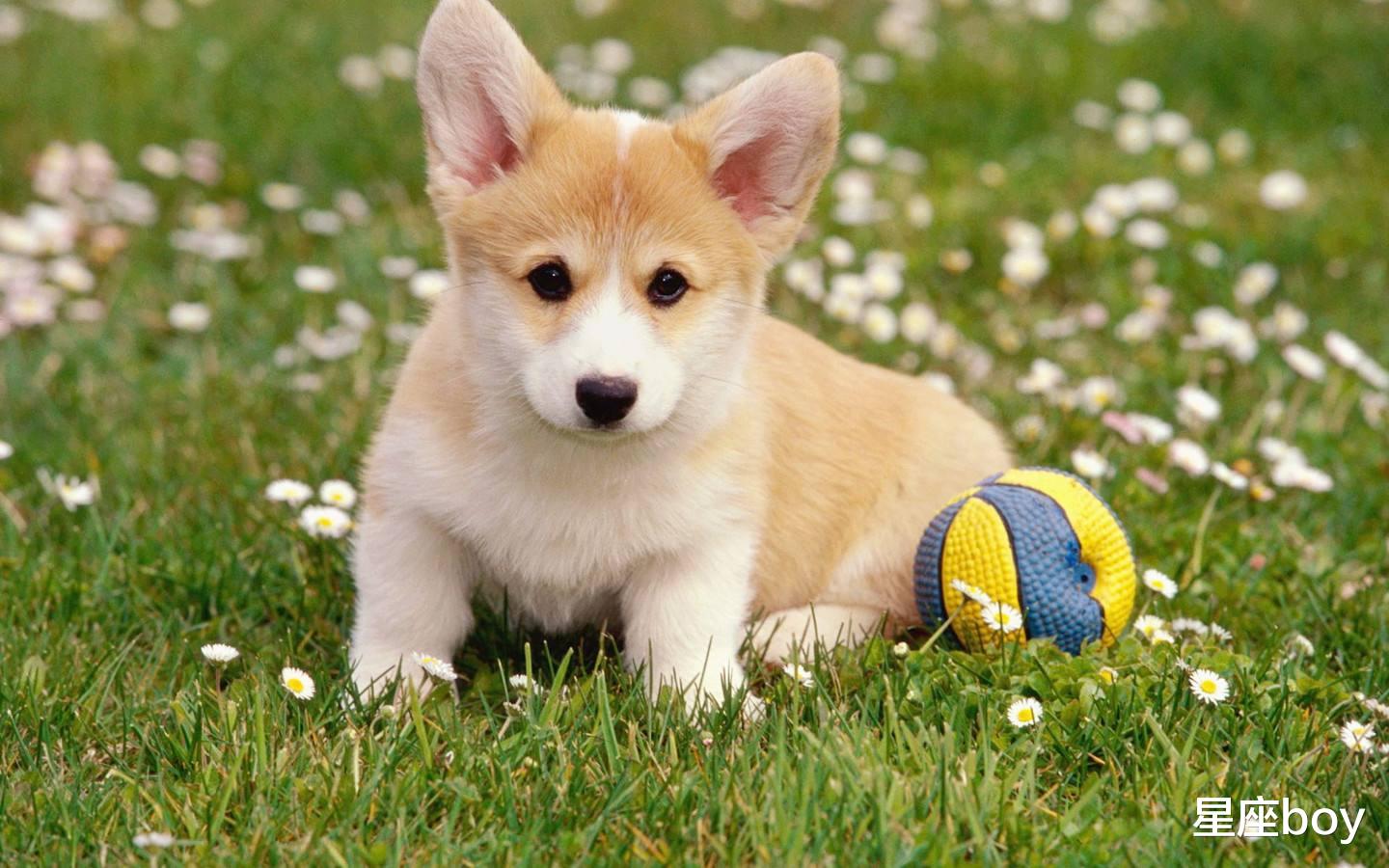 生肖|“悟性高,学东西快”的属相,什么岗位都能胜任,职场顺风顺水