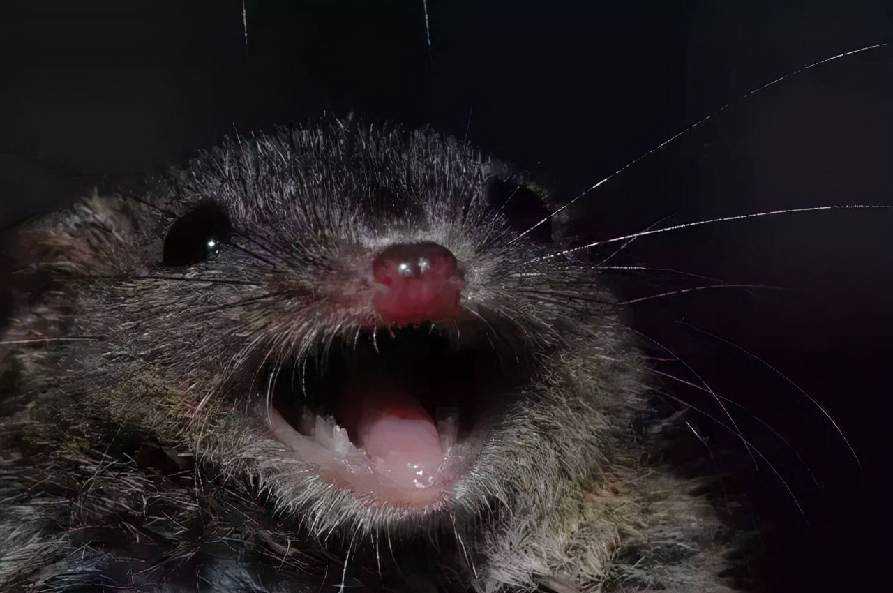 哺乳动物 自然界里，交尾时间最长的动物是谁？人类能和它们一样吗？