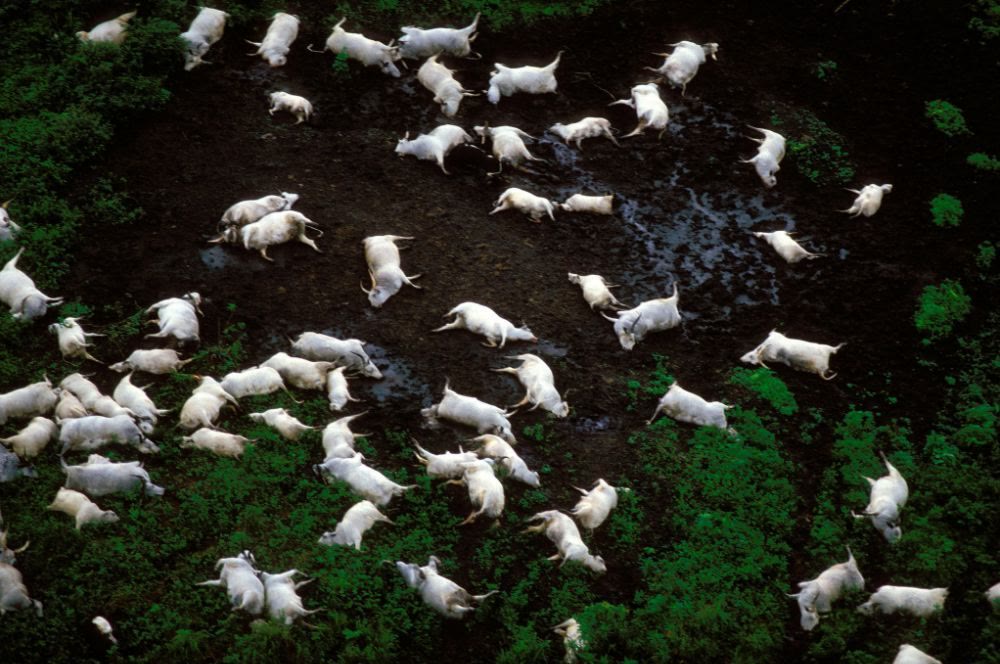紫侠|可怕的尼奥斯湖:一湾深蓝色的湖水,如何导致上千人毙命?
