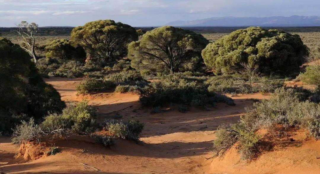  如果沙漠通过绿化慢慢地从地球上“消失”，地球生态会有何变化？