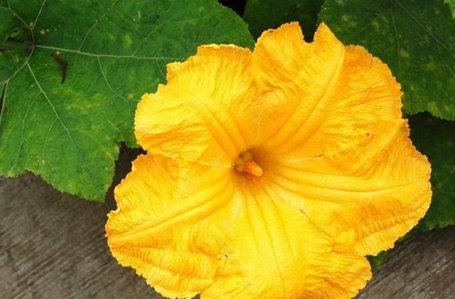 |常见的南瓜，怎么就成了钓鱼的“宝”，老钓友：知道越多越放不下