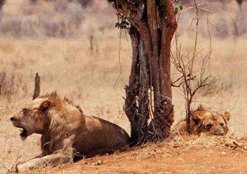 非洲食人獅：進化到無鬃毛，一年吞掉135個印度人，5顆子彈打不死-圖4