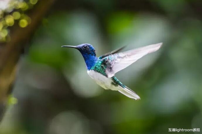 天然气|掌握这7个技巧，你也可以拍出好看的蜂鸟照片