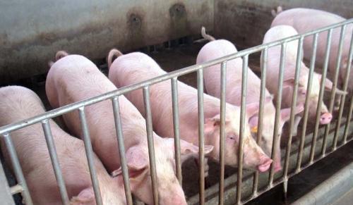 鄂西说 明日生猪价格全面跌入10元一斤，有四大原因造成的