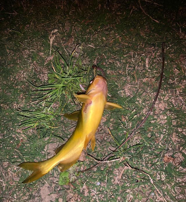 江苏省|江苏男子钓黄颡鱼回家吃，鱼肚里剖出条蜈蚣来，网友：一起煮了