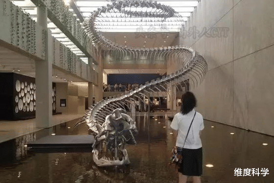 森蚺是最大的蛇类?拜托!看看6000万年前的泰坦蟒吧