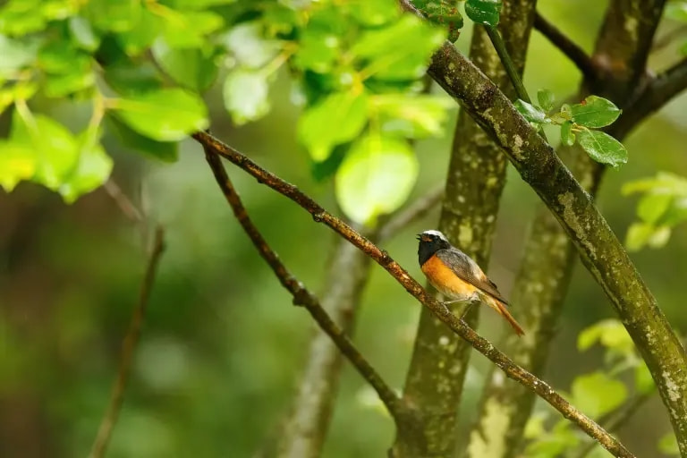 |肯高图丽正式发布折返镜头400mm F8 N II S