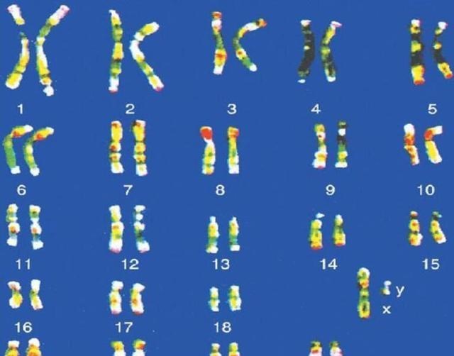  猩猩能与人结合繁衍后代吗？科学家主导实验，是何结果？