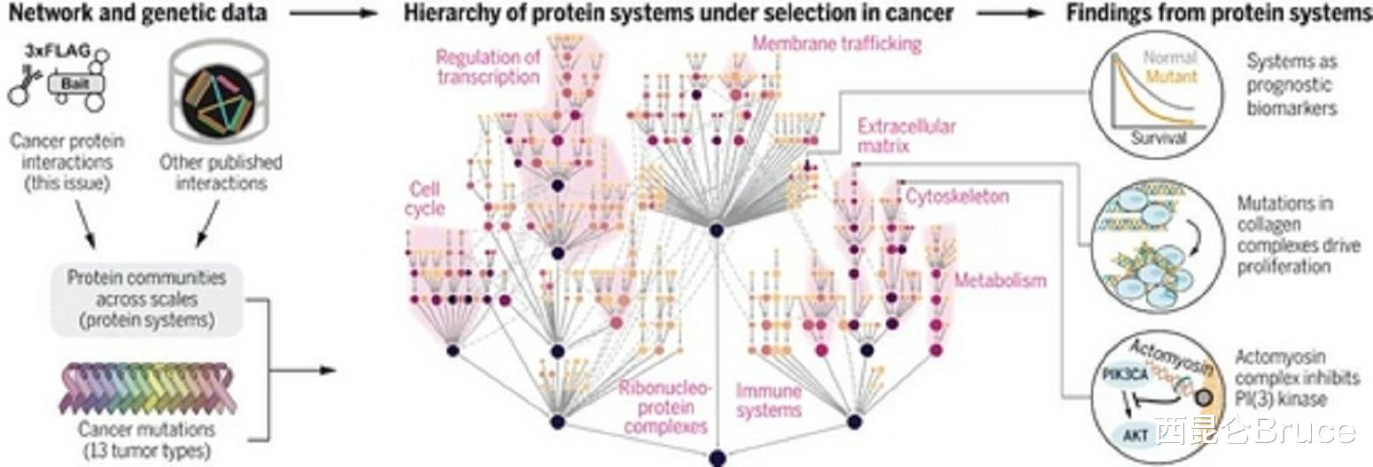 科学家 癌症患者福音？多篇论文国庆发表，科学家对癌细胞有了新的认识