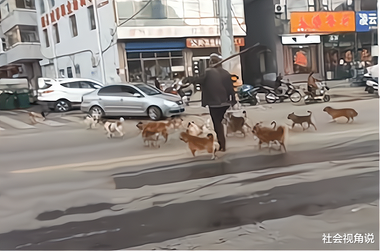 山西省 够霸气！山西大爷率领几十只狗过马路，秩序井然气势无人能挡