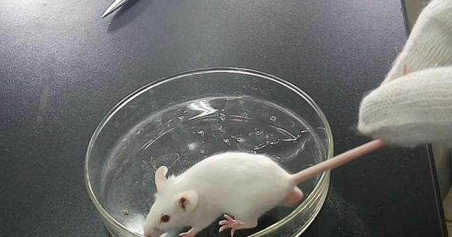 科学家 疯狂科学家为获永生,大胆注射350万年前猛犸象细菌,结果如何?