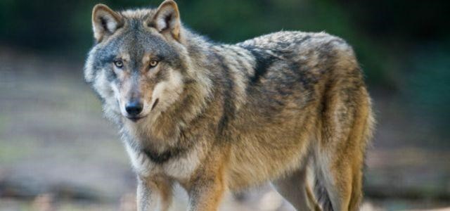 育儿心课堂|为什么狼有时遇到人类婴儿不直接吃掉? 还可能养大他?